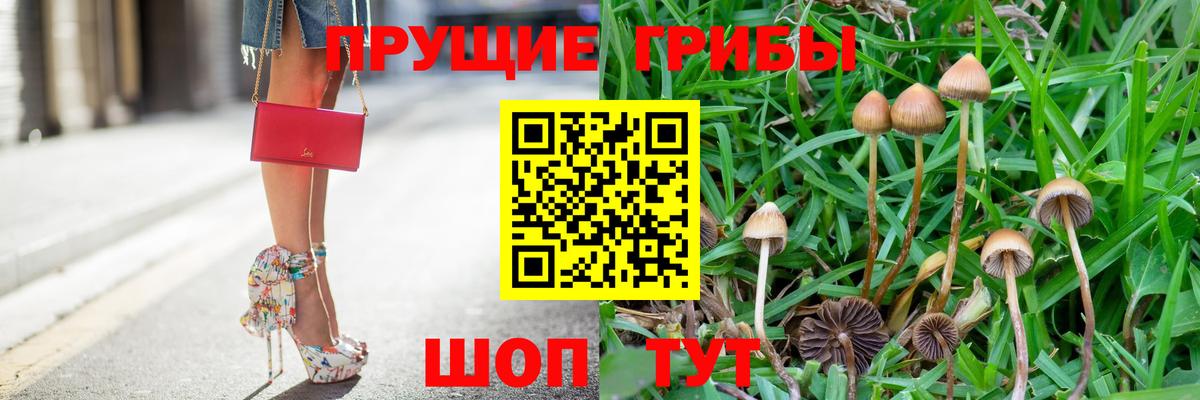 Псилоцибиновые грибы Psilocybine cubensis Великие Луки